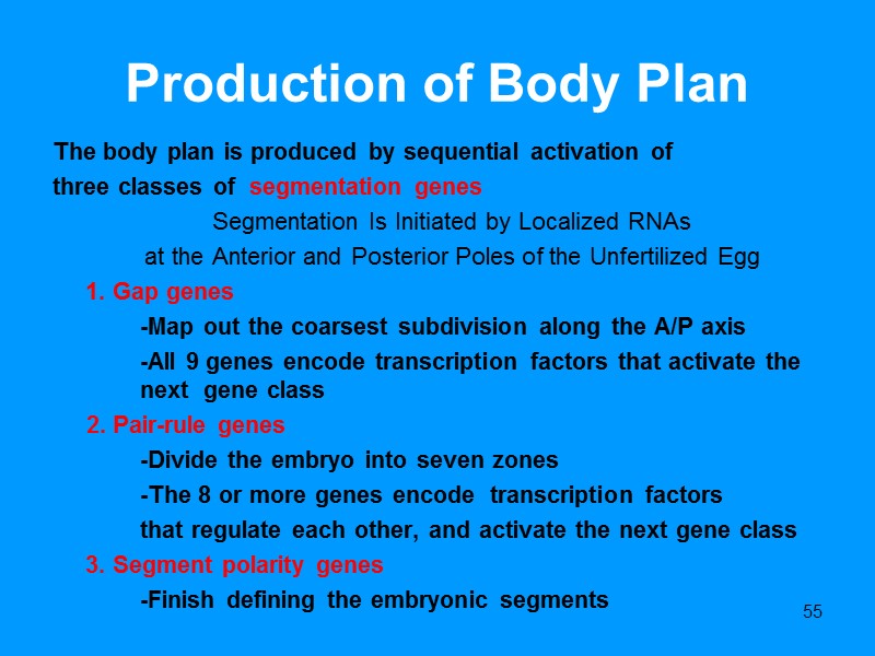 55 Production of Body Plan The body plan is produced by sequential activation of 55 Production of Body Plan The body plan is produced by sequential activation of